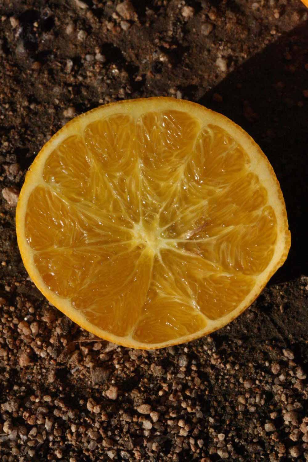              Fruit cross-section of ( Citrus paradisi    x  Poncirus   trifoliata   ) X  C. sinensis         (US-119 [citroncirus], Riverside, CA)       